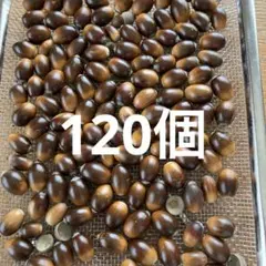 Item thumbnail for item cf1b7a95-50e2-414e-913f-cf3816844727