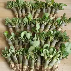 776 Adenium obesumアデニウム・オベスム 特選 実生45株同梱 776 Adenium obesumアデニウム・オベスム 特選 実生45株同梱 - メルカリ