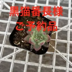 SSSさん苗　宮田コロラータ×中里リンゼアナ札付きポットごとメルカリ便 宮田コロラータ×中里リンゼアナ札付きポットごとメルカリ便SSSさん苗