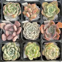 現物 名前付き9種 多肉植物寄せ植えセット 詰め合わせ エケベリア カット苗