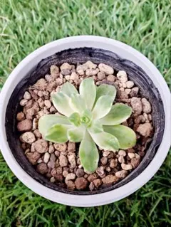 2025年最新】錦 アエオニウムの人気アイテム - メルカリ