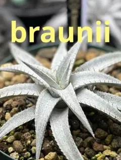 Dyckia braunii ディッキア　ブラウニー　山採り　現地採取株　活着 Yahoo!オークション - ディッキア Dyckia brauni Rauh