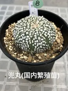 国内実生兜　スーパー兜 大疣（全幅12cm×全高7cm）特大株　H5 国内実生兜 スーパー兜 大疣（全幅12cm×全高7cm）特大株 H5 楽天