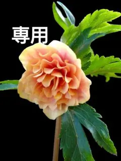 2026年最新】ソレイユ クリスマスローズの人気アイテム - メルカリ