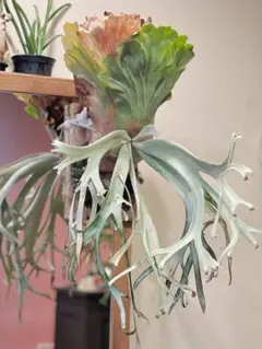 2025年最新】cotton cloud ビカクシダの人気アイテム - メルカリ