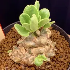 だぎだぎ様 サルコカウロン ムルチフィズム - メルカリ