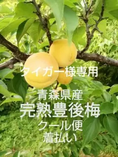 青森県産　完熟豊後梅１キロ