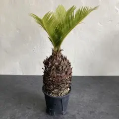 獅子ソテツ 多頭型/抜き苗にて発送 - メルカリ