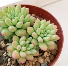 ポンタ様