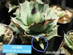 2025年最新】キングアーサー アガベの人気アイテム - メルカリ