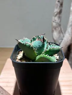 2025年最新】アガベ ブツブツの人気アイテム - メルカリ