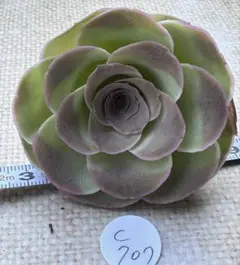 さ*ら様 No.c707 グリーノビア　若画　アエオニウム　多肉植物　撮影11月