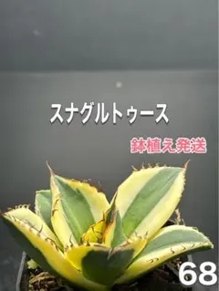 [中株・スナグルトゥース(子株1付)]血統、抜き苗、発送 中株・スナグルトゥース(子株1付)]血統、抜き苗、発送 中株・スナグル
