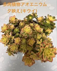 19#多肉植物アエオニウム❤️ サンデルシ— ❤️ 7頭8cm 拔き苗 19#多肉植物アエオニウム❤️ サンデルシ— ❤️ 7頭8cm 拔き苗の通販は