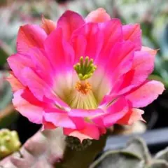 Cherry♡様 リクエスト 2点 まとめ商品