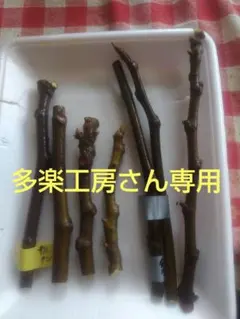 2026年最新】いちぢく穂木の人気アイテム - メルカリ