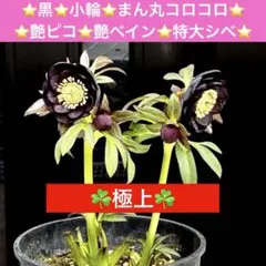 2026年最新】クリスマスローズ 株の人気アイテム - メルカリ