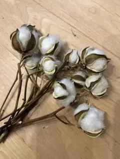 コットンフラワー　白色　枝付き　極小