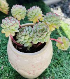 のりたま様 ご専用　速達　おまけ付き 值引100円　リクエスト 5点