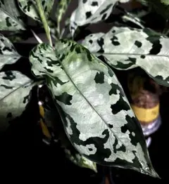 2026年最新】アグラオネマ ピクタムの人気アイテム - メルカリ