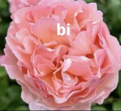 バラ苗　バラ挿し木苗　【訳あり】　シャルレーヌ