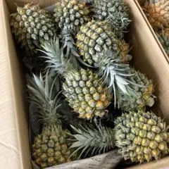沖縄県宜野座村産スナックパイン10kgご自宅用