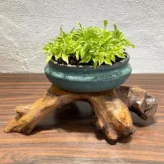 2025年最新】華道 花台の人気アイテム - メルカリ