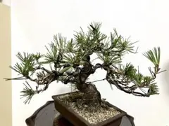 黒松盆栽 文人木 65cm 黒松 盆栽 匿名配送 ‼️ - メルカリ