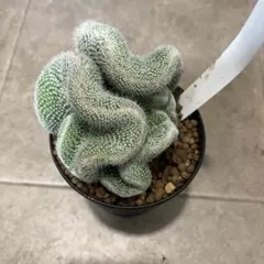 2026年最新】綴化サボテンの人気アイテム - メルカリ
