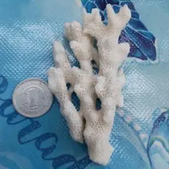 珊瑚 サンゴ 欠片 カケラ 貝殻 貝がら 貝 微小貝 インテリア ハンドメイド