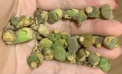 オハナ様 リクエスト 2点 まとめ商品