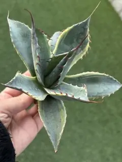 2025年最新】アガベまとめ売りの人気アイテム - メルカリ