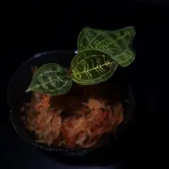 ジュエルオーキッド,マコデスペトラ濃色のサムネイル