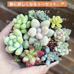 2026年最新】プロリフィカ錦の人気アイテム - メルカリ