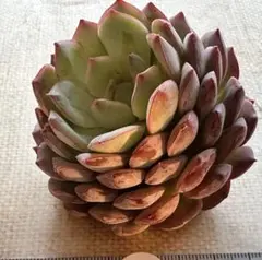 N*o様 2836新入荷　エメラルドワルツ　エケベリア　多肉植物　撮影1月29日