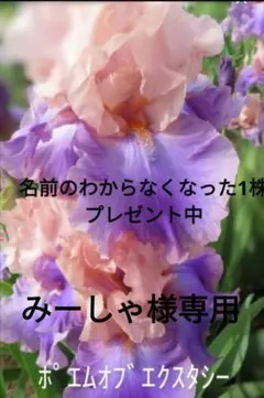 みーしゃ様専用