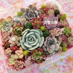 多肉植物　寄せ植え用　詰め合わせセット　多肉弁当14 ×11P入りルシータ入り♡