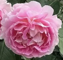 薔薇 挿し木苗 切り花品種　inspirée par Jeanne d'Arc 薔薇 挿し木苗 切り花品種 inspirée par Jeanne d'Arc - メルカリ