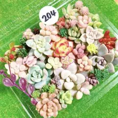 204 多肉植物　カット苗　詰め合わせ　セット　寄せ植え　セダム　エケベリア