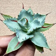 Lj_plants】Z243 多肉植物 アガベ Agave salominii - メルカリ