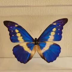 2026年最新】ヘレナモルフォ 標本の人気アイテム - メルカリ