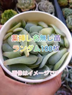葉挿し　大量セット 葉挿しセット 100g