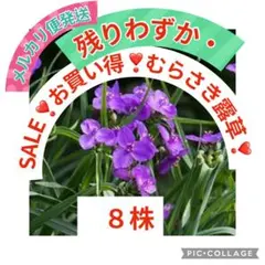 残りわずか❣️SALE❣️値下げ❣️露草８株　メルカリ便発送❣️農薬不使用‼️プロフ必読‼️