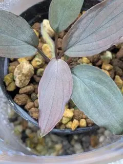 2026年最新】ホマロメナ Homalomenaの人気アイテム - メルカリ