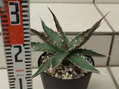 901 中斑入り　ホヤ　カルノーサ　コンパクタ　バリエガタ　Hoya 901 中斑入り ホヤ カルノーサ コンパクタ バリエガタ Hoya - メルカリ