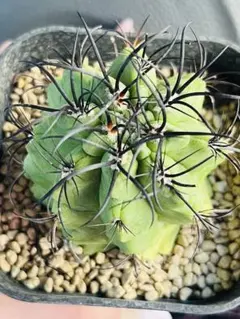E3コピアポア 黒王丸 強刺 エリオシケ 多肉植物 サボテン - メルカリ