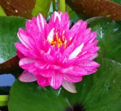 のんこ様 リクエスト 2点 まとめ商品