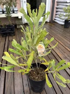 2025年最新】バンクシア バウエリの人気アイテム - メルカリ