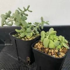 2025年最新】ケラリア ピグマエアの人気アイテム - メルカリ