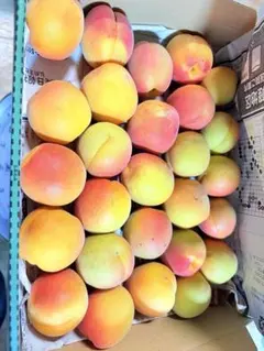 青森県産　梅　大玉のサムネイル